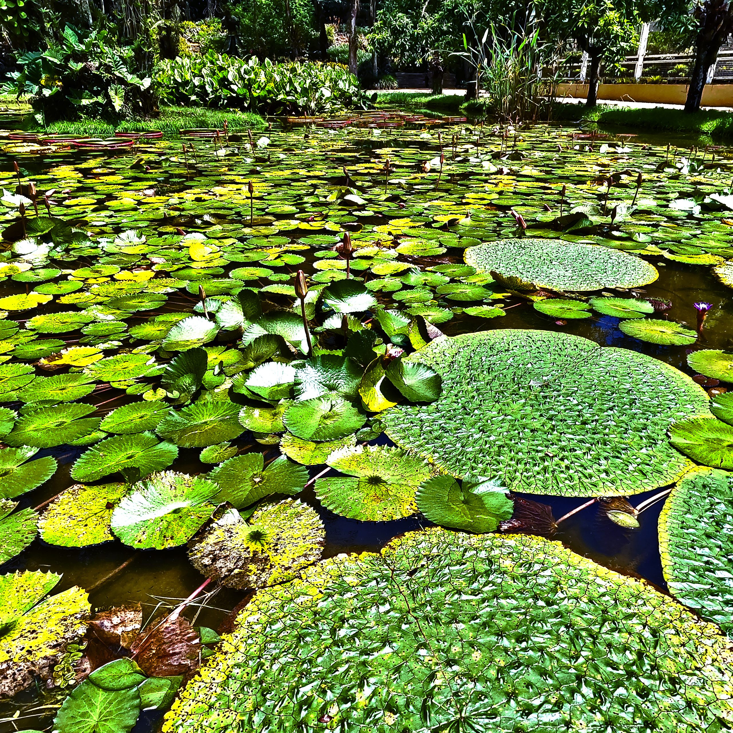 Vitória-Régia, Jardim Botânico